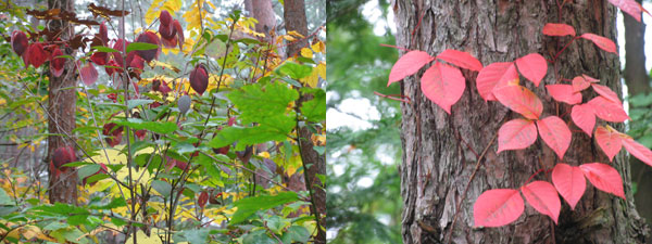 autumn_colours.jpg