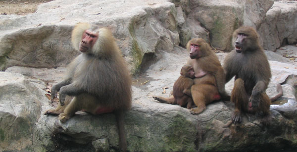 baboons.jpg