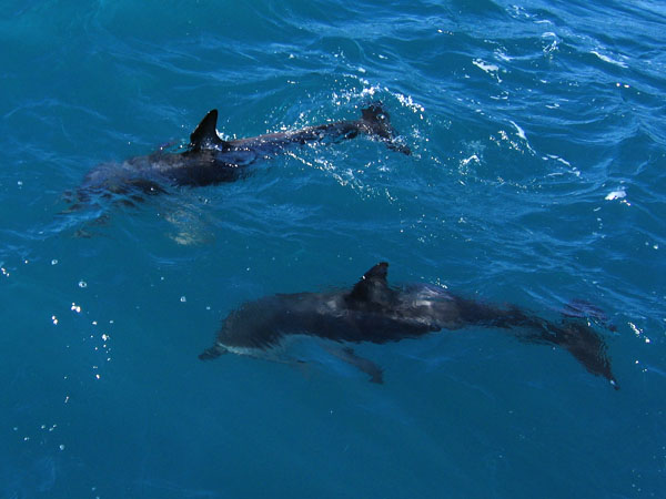 dolphins3.jpg
