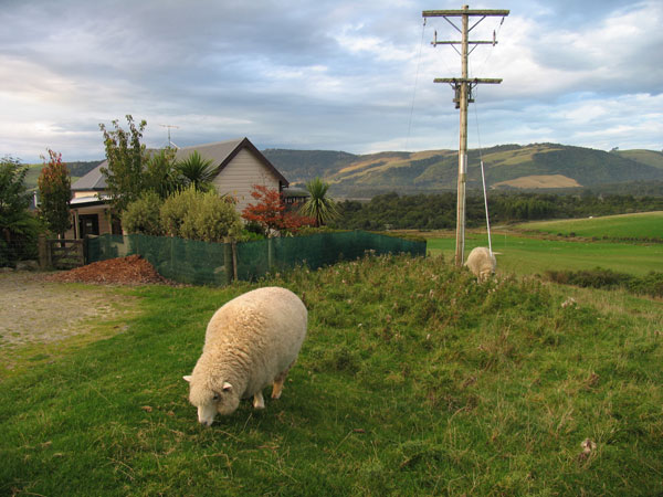 hilltop_sheep01.jpg