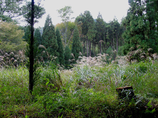 jp_forest.jpg