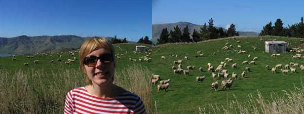 sheep02.jpg