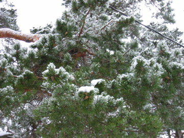 Snowy_pine0001.JPG